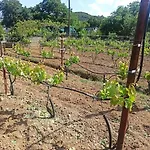 Vineyard Of Valta Casa de Férias