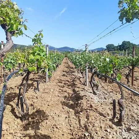 Vineyard Of Valta
