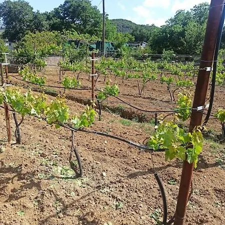 Vineyard Of Valta 펜션