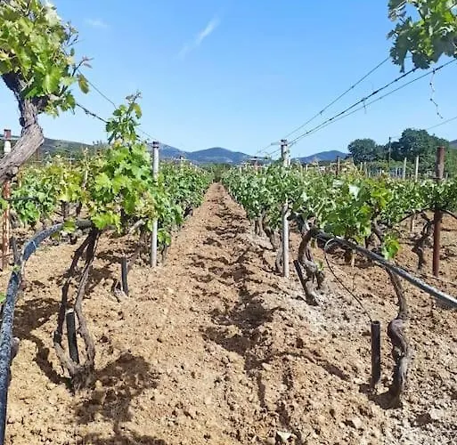 Vineyard Of Valta
