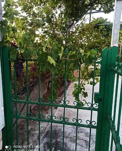 Vineyard Of Valta * Marmari (Evia)
